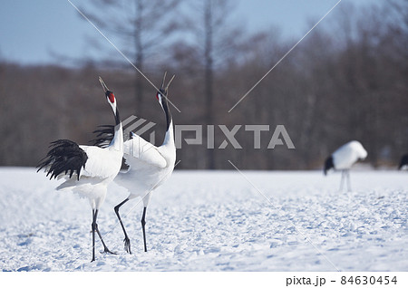 青空の下で鳴きかわすタンチョウ（北海道・鶴居） 84630454