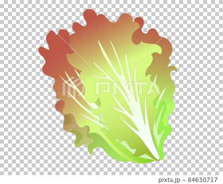 陽光生菜 84630717