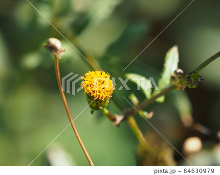 コセンダングサ（ひっつき虫） 84630979