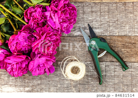 Fresh blooming pink magenta peony flowers bouquet and garden tool shears pruner on old shabby rustic wooden background. Flat lay top view copy space. Spring or summer in garden florist store concept Fresh blooming pink magenta peony flowers bouquet and garden tool shears pruner on old shabby rustic wooden background. Flat lay top view copy space. Spring or summer in garden florist store concept 84631514