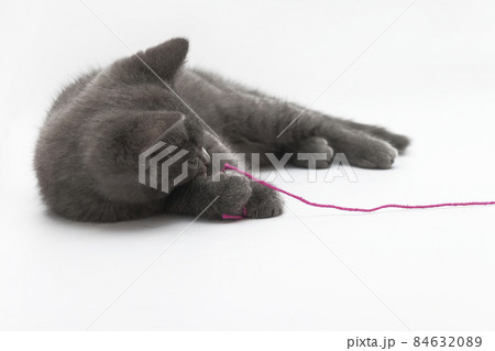 Gray kitten playing with pink clew isolated Gray kitten playing with pink clew isolated 84632089