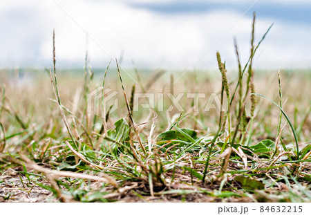 landscape grass bottom view close-up spring landscape grass bottom view close-up spring 84632215