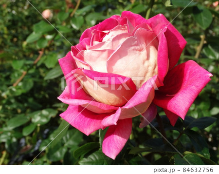 希望 Kiboh 希望 Kiboh 84632756