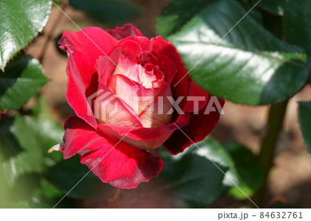 希望 Kiboh 希望 Kiboh 84632761