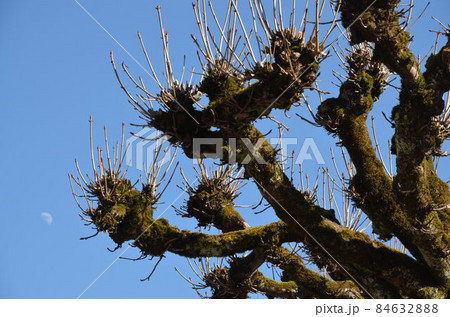 Tree branches against blue sky 84632888