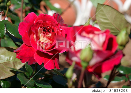 丹頂 Tancho 84633298