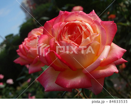 朝雲 Asagumo 84633535