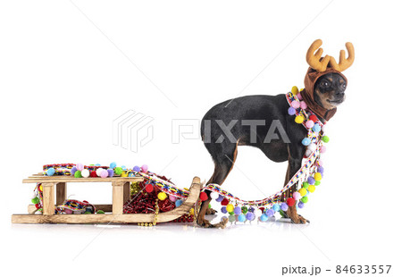 miniature pinscher in studio 84633557