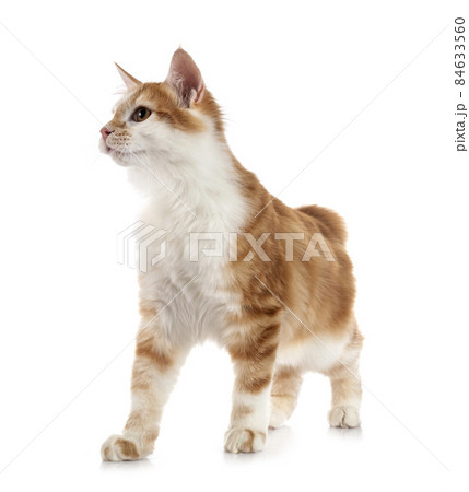 Kurilian Bobtail in studio Kurilian Bobtail in studio 84633560