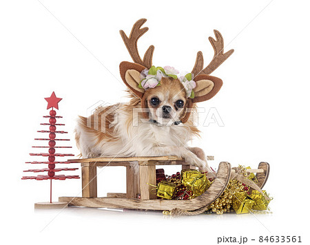 chihuahua in studio chihuahua in studio 84633561