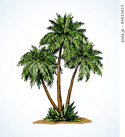 Palm on beach.  Vector drawing 84633615