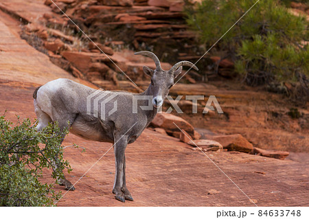 Mountain goat Mountain goat 84633748