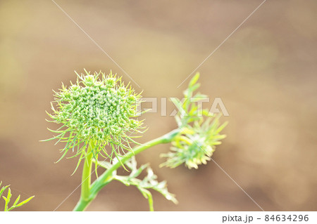 小さな花が集まったニンジンの花(春) 小さな花が集まったニンジンの花(春) 84634296