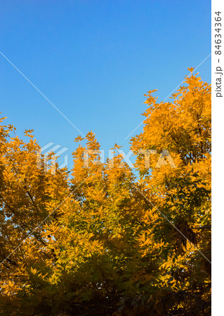 bright orange yellow autumn leaves in early fall on clear blue sky background, earth tones color palette bright orange yellow autumn leaves in early fall on clear blue sky background, earth tones color palette 84634364