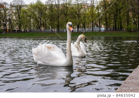 Two graceful white swans swim in the pond in city park. Two graceful white swans swim in the pond in city park. 84635042
