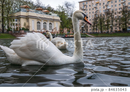 Graceful white swan swim in the pond in city park. Graceful white swan swim in the pond in city park. 84635043