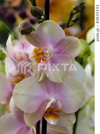 Blooming phalaenopsis orchid in a greenhouse Blooming phalaenopsis orchid in a greenhouse 84635543