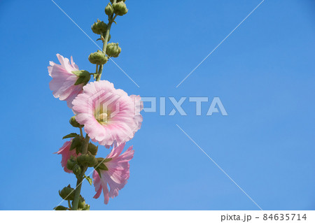 快晴の日に庭に咲くタチアオイの花 84635714