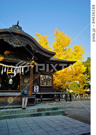 千本公孫樹の紅葉と社殿 葛飾八幡宮 千本公孫樹の紅葉と社殿 葛飾八幡宮 84636288