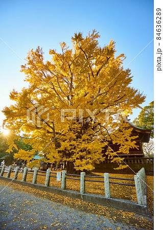 千本公孫樹の紅葉 葛飾八幡宮 千本公孫樹の紅葉 葛飾八幡宮 84636289