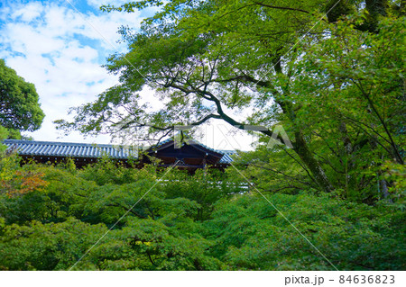 東福寺　通天橋とモミジ　紅葉の始まり 84636823