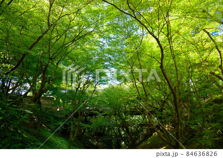 東福寺 モミジの紅葉の始まり 渓谷・洗玉澗 東福寺 モミジの紅葉の始まり 渓谷・洗玉澗 84636826