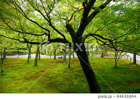東福寺　通天橋より庭園のモミジを望む　紅葉の始まり 84636864