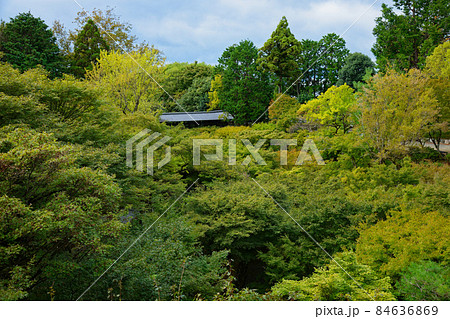 東福寺　通天橋から見た臥雲橋　紅葉の始まり 84636869