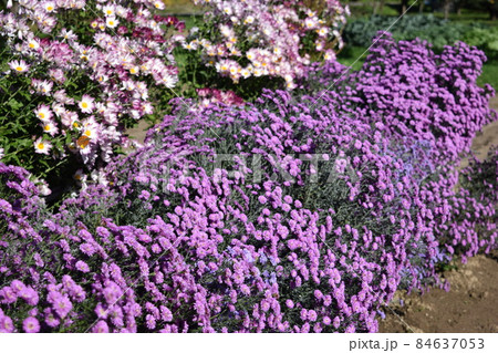 食用菊 郷土料理食材 84637053