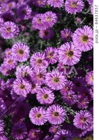 食用菊 郷土料理食材 84637057