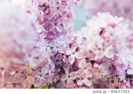 Beautiful smell violet purple lilac blossom flowers in spring time. Close-up blossom twigs of lilac. Inspirational natural floral spring blooming garden or park. Colorful ecology nature landscape 84637303