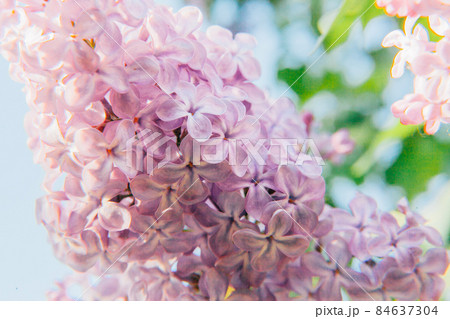 Beautiful smell violet purple lilac blossom flowers in spring time. Close-up blossom twigs of lilac. Inspirational natural floral spring blooming garden or park. Colorful ecology nature landscape Beautiful smell violet purple lilac blossom flowers in spring time. Close-up blossom twigs of lilac. Inspirational natural floral spring blooming garden or park. Colorful ecology nature landscape 84637304