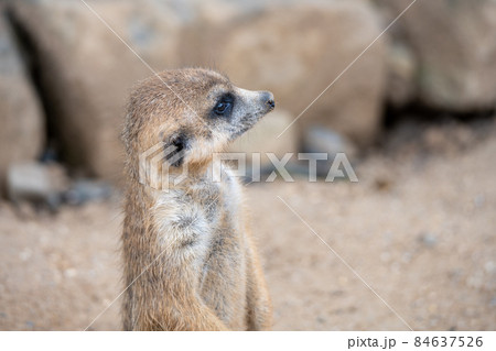 Detailed view of cute meerkat 84637526
