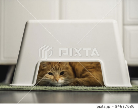Cute ginger cat sleeps under child's stool in bathroom. Fluffy pet hides under white chair. Hiding place for small domestic animal. 84637636