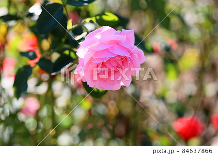 華やか　ピンクのバラの花 84637866