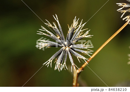 コセンダングサ コセンダングサ 84638210