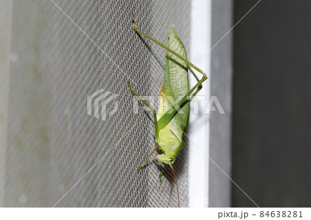 サトクダマキモドキ 84638281