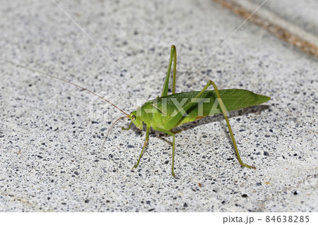 サトクダマキモドキ 84638285