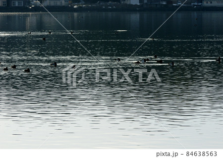 鳥取 四季の散歩 冬 青島 鳥取 四季の散歩 冬 青島 84638563