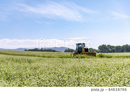 蕎麦の花　夏の北海道 84638766