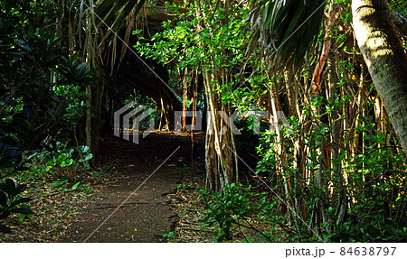 奄美市名瀬の有良集落のガジュマルのトンネル 奄美市名瀬の有良集落のガジュマルのトンネル 84638797