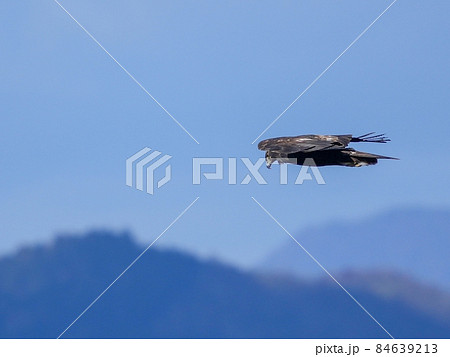 青空バックに獲物を探して悠然と飛ぶイヌワシ 青空バックに獲物を探して悠然と飛ぶイヌワシ 84639213