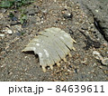 浜辺の亀の甲羅 84639611