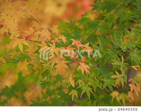 紅葉 84640309