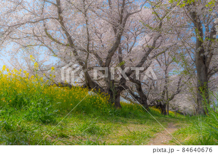 【桜の名所】埼玉県 熊谷桜堤の桜並木 ソフトフォーカス やさしいイメージ 【桜の名所】埼玉県 熊谷桜堤の桜並木 ソフトフォーカス やさしいイメージ 84640676