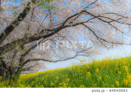 【桜の名所】埼玉県 熊谷桜堤の桜並木 ソフトフォーカス やさしいイメージ 【桜の名所】埼玉県 熊谷桜堤の桜並木 ソフトフォーカス やさしいイメージ 84640683