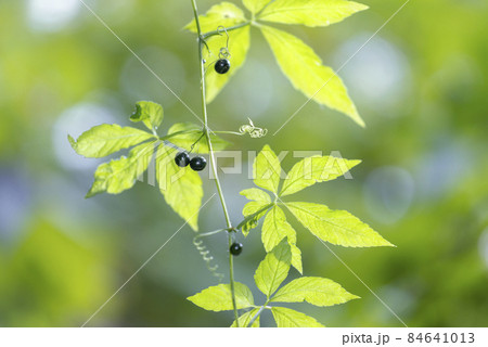 アマチャヅル　札幌市 84641013