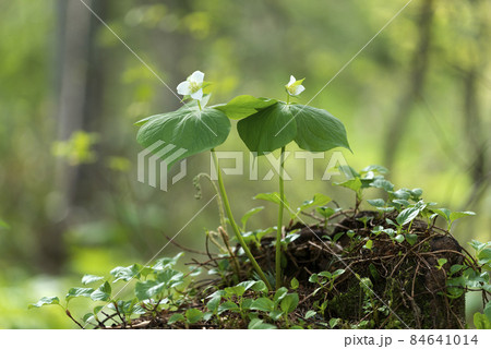 ミヤマエンレイソウ　札幌市 84641014