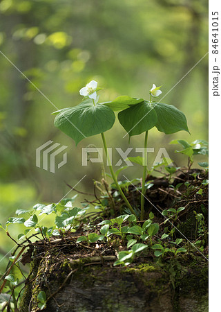 シロバナエンレイソウ　札幌市 84641015