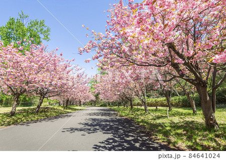 八重桜並木 真駒内公園　札幌市 84641024